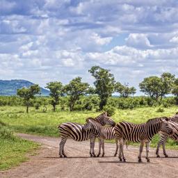suedafrika-zebra-kruger-nationalpark-g-902440026.jpg