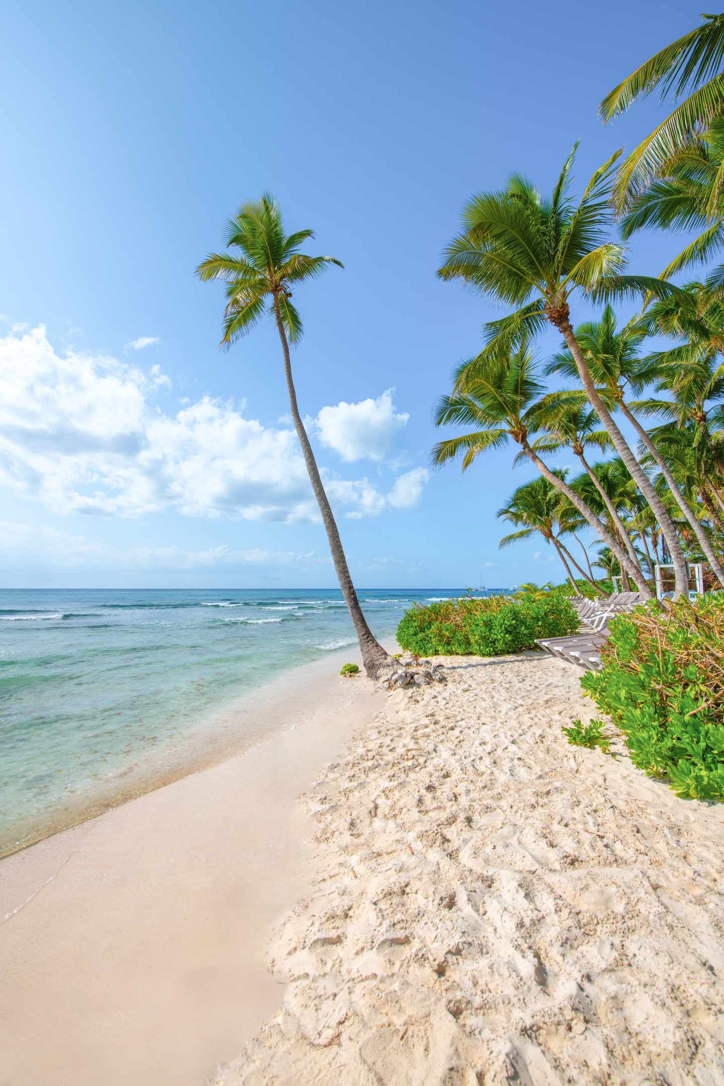 Isla Saona, Dominikanische Republik: Palmen am Strand