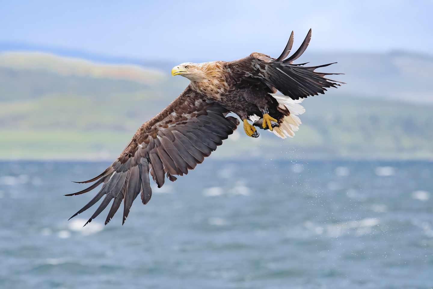 adler-fliegt-auf-wasser-g-1438188251.jpeg