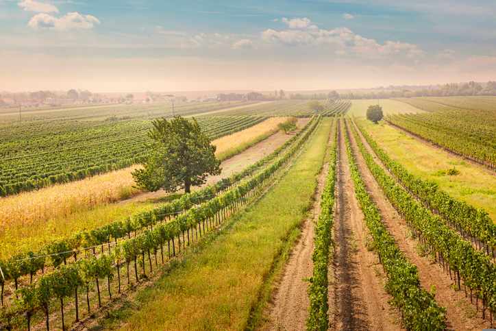 oesterreich-burgenland-weinberge-g-177537164.jpg