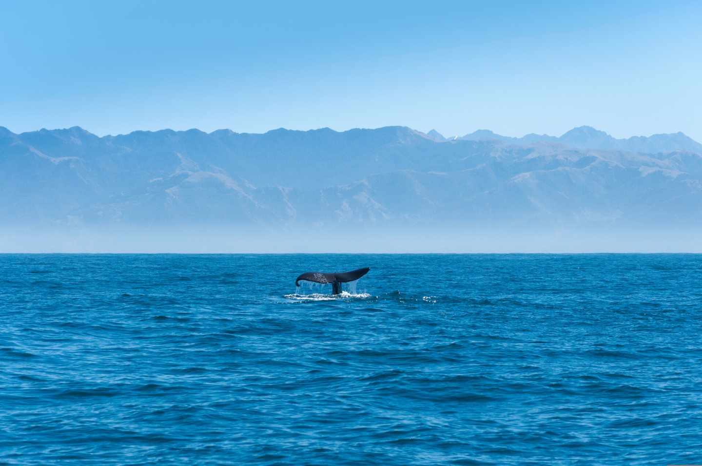neuseeland-kueste-walfluke-klein-g-1280320421.jpg