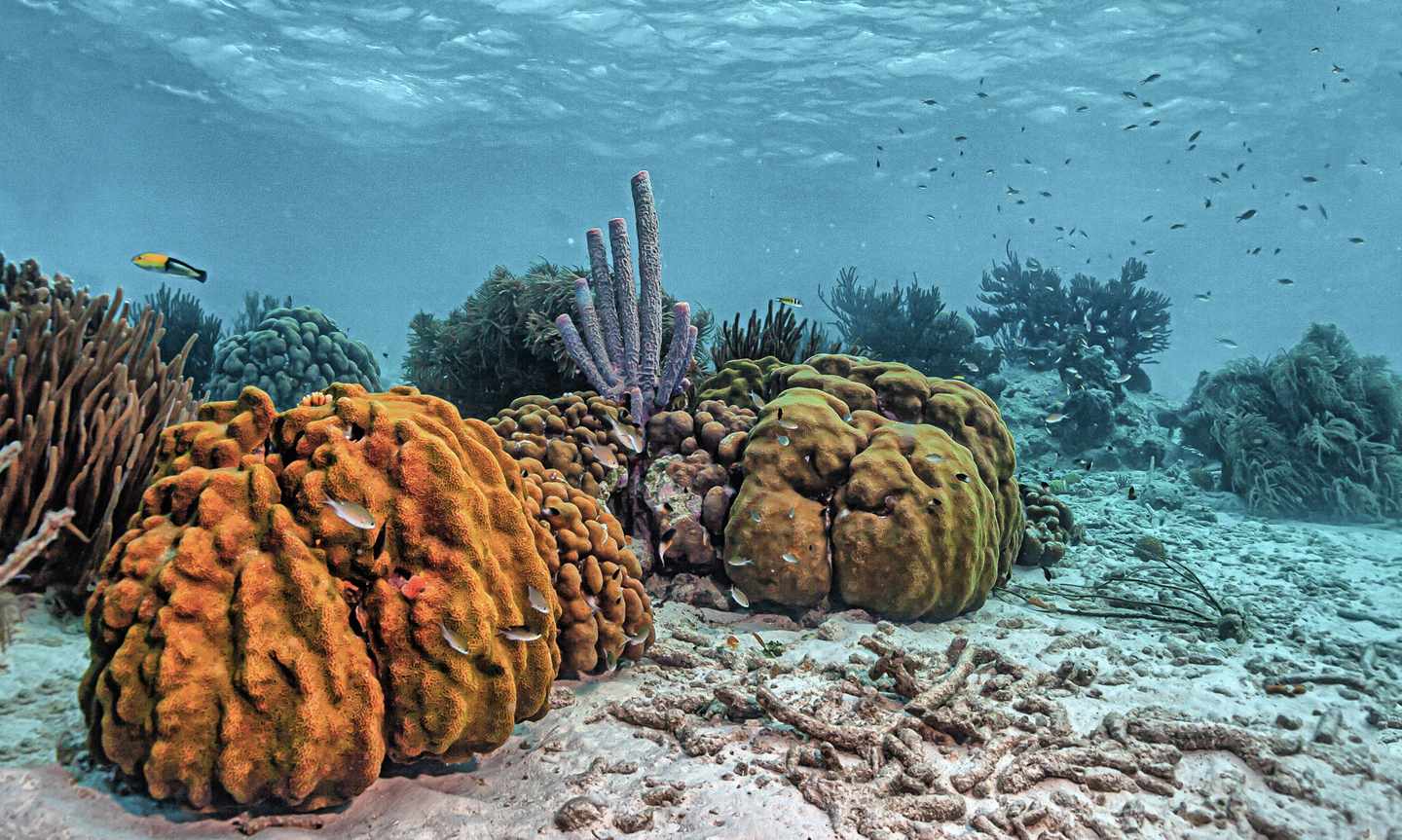 bonaire-korallengarten-unter-wasser-g-1470073150.jpg