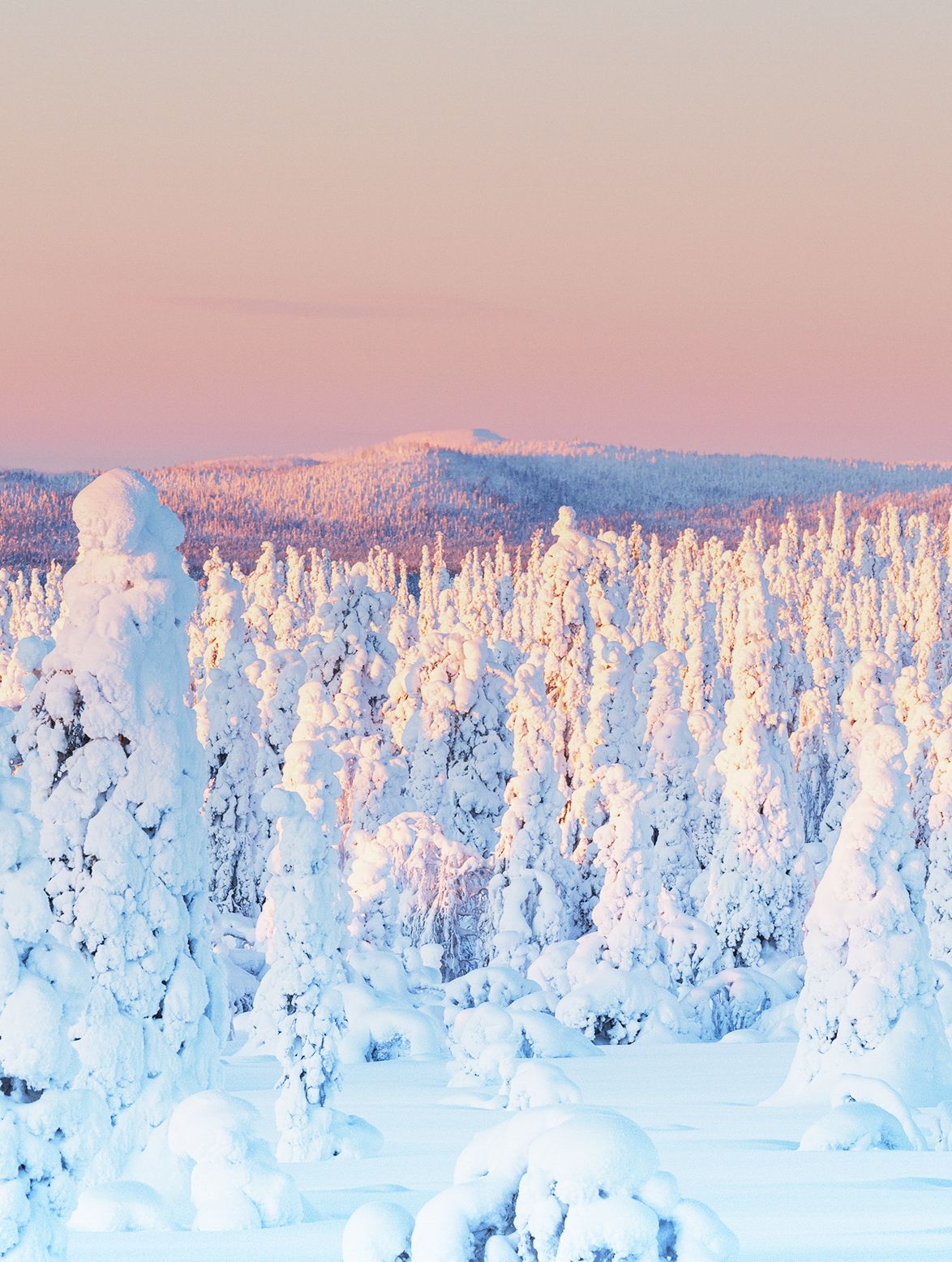 Winterlandschaft mit schneebedeckten Bäumen vor einem sanft rosa gefärbten Himmel