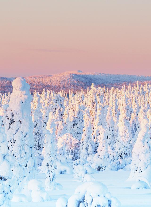 Jetzt entdecken Winterlandschaft mit schneebedeckten Bäumen vor einem sanft rosa gefärbten Himmel
