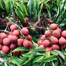 mauritius-markt-lychee-t-638881832.jpg