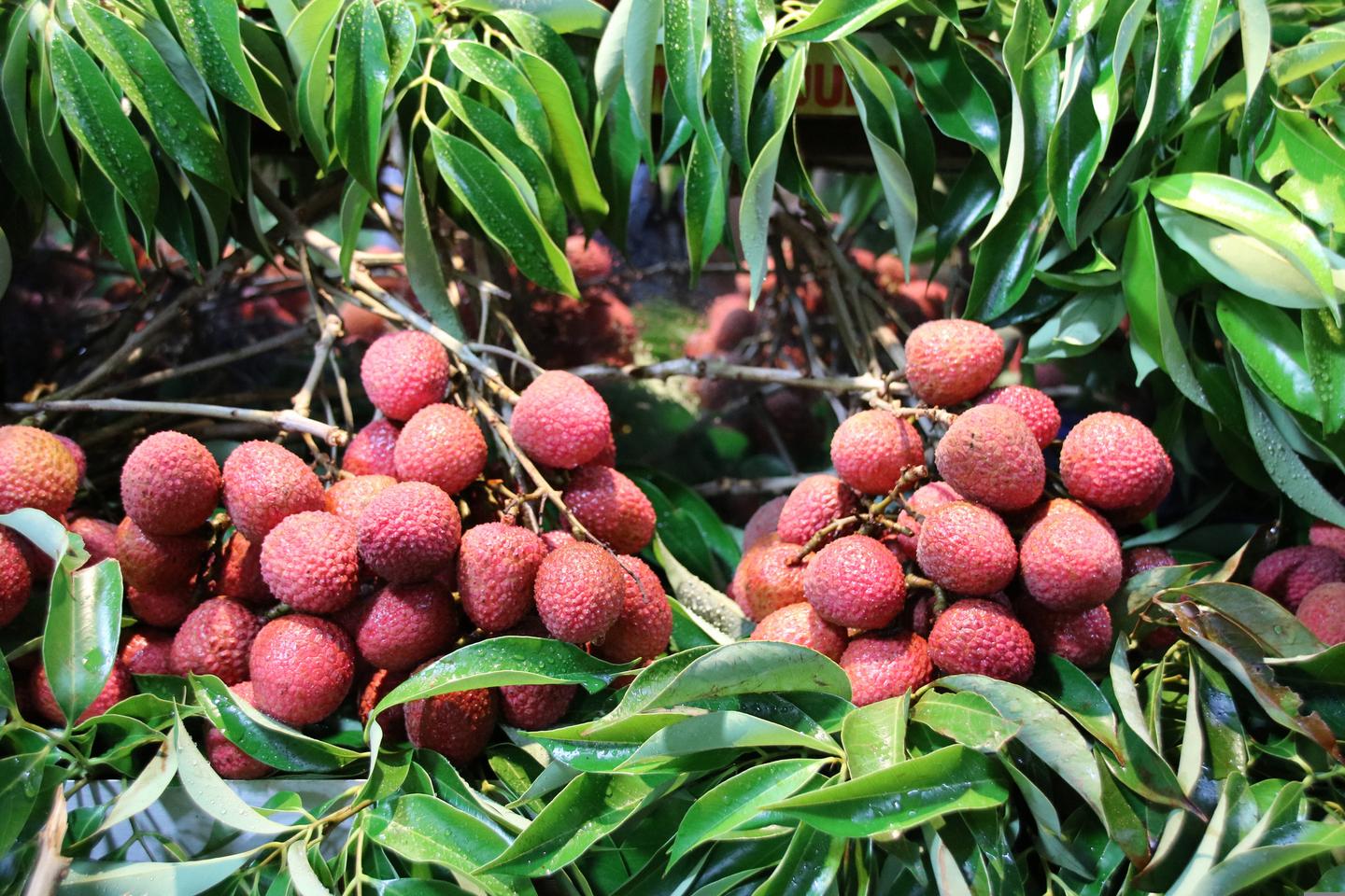 mauritius-markt-lychee-t-638881832.jpg