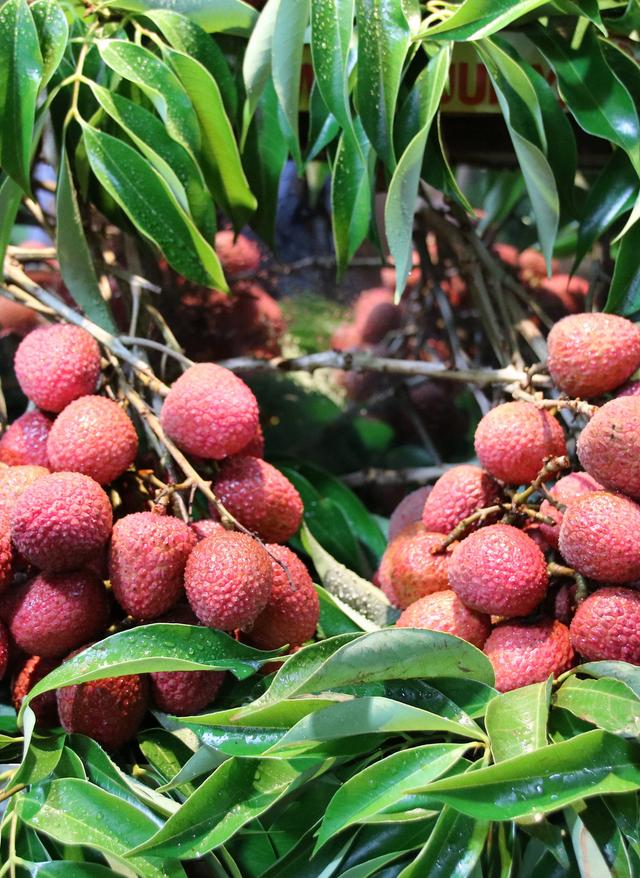 Essen auf Mauritius mauritius-markt-lychee-t-638881832.jpg