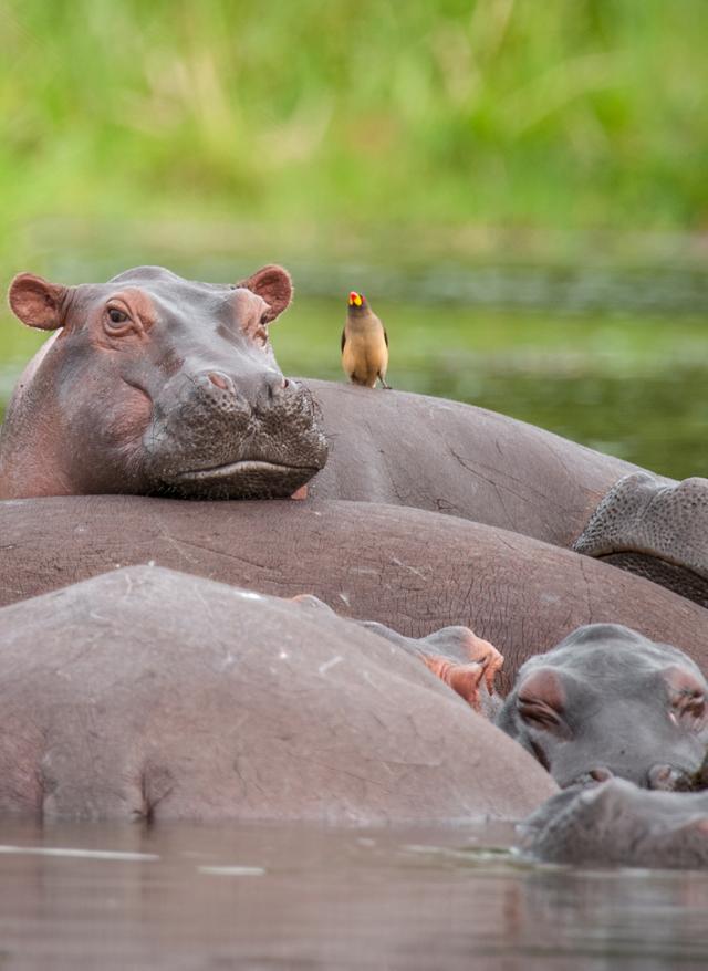 Jetzt entdecken Uganda, Murchison Nationalpark - Nilpferde