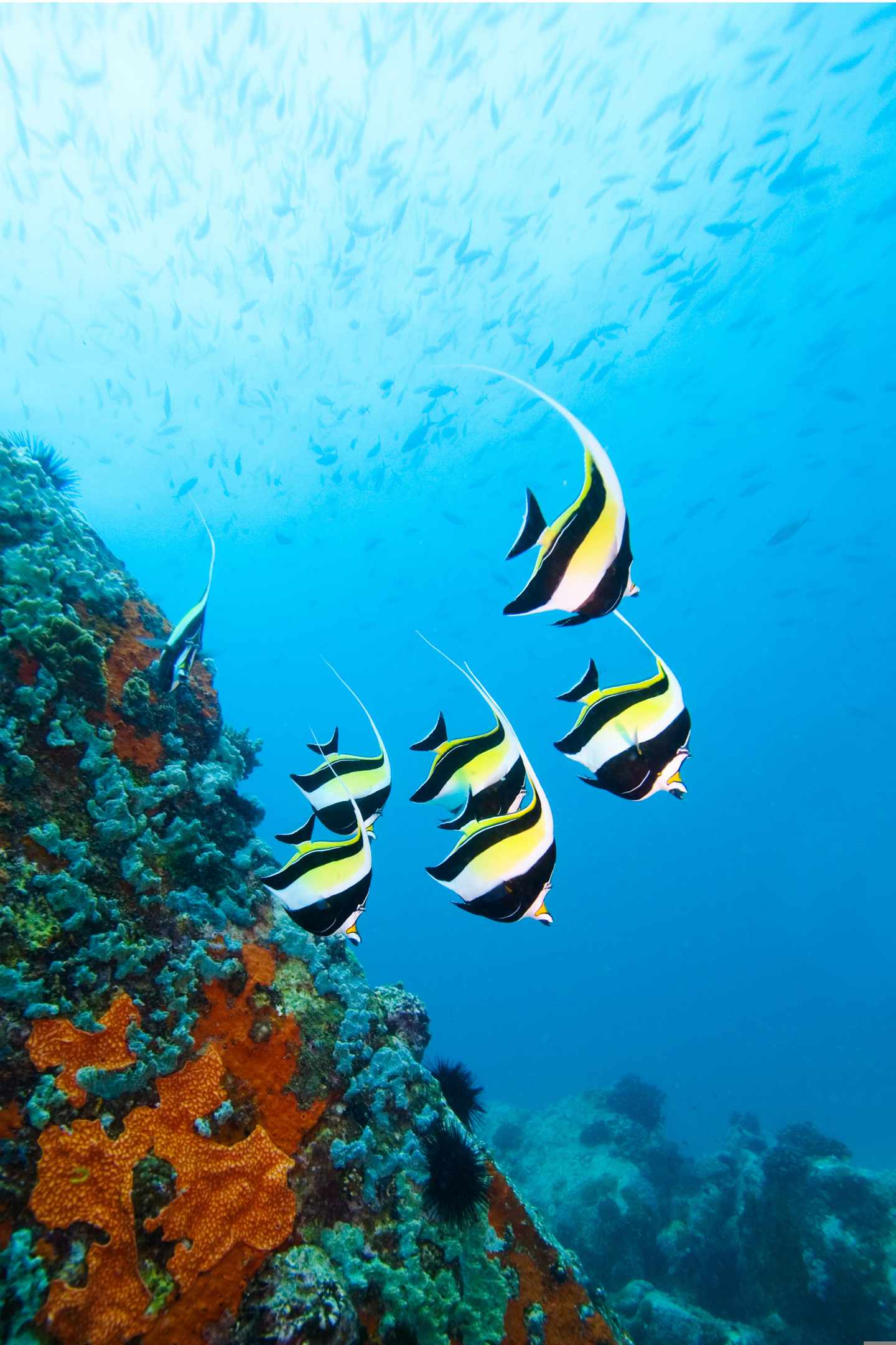 fische-unterwasser-tauchen-t-96536037.jpg