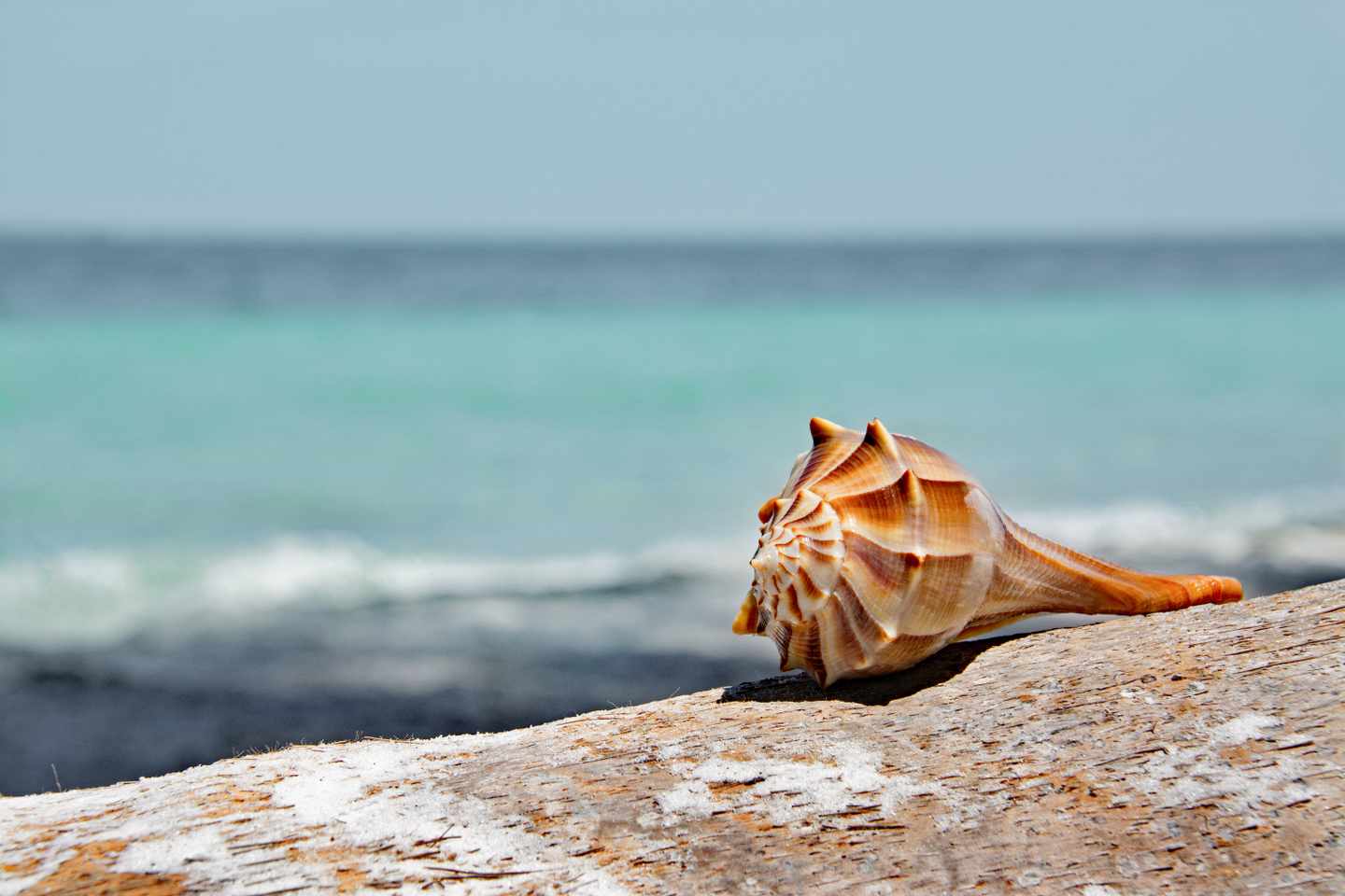 blt297b003871c39ce2-florida-lightning-wellhornschnecke-g-828648700.jpg Nahaufnahme einer Schnecke auf einem Felsen