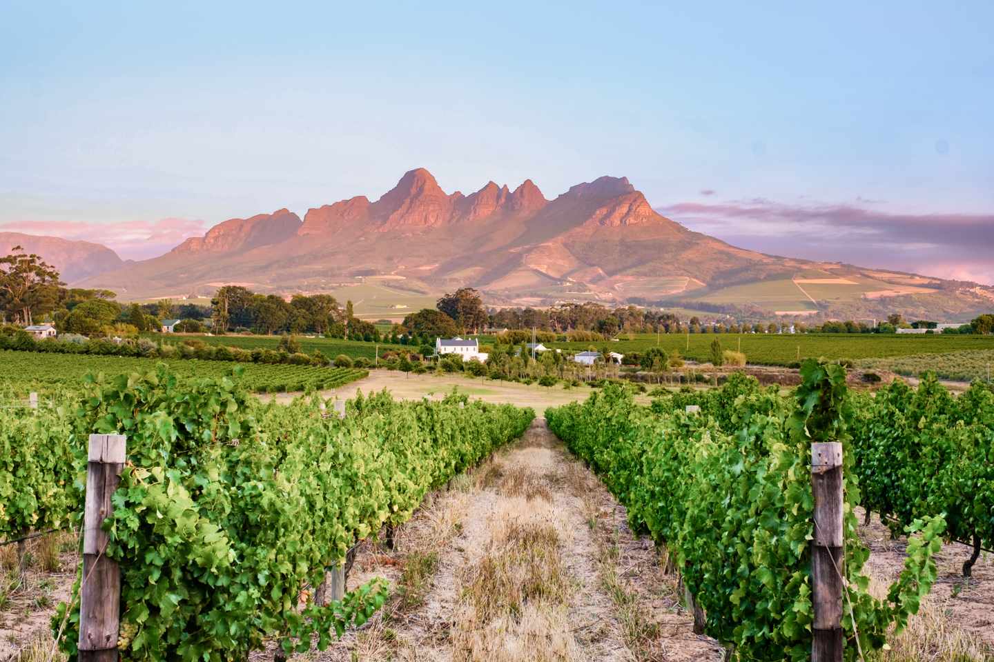 suedafrika-stellenbosch-weingut-g-1492024752.jpg