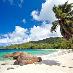 la-reunion-strand-palme-p-T47075.jpg