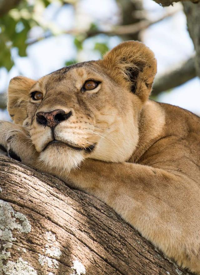 Zur Flugsafari Tansania - Löwin auf Baum
