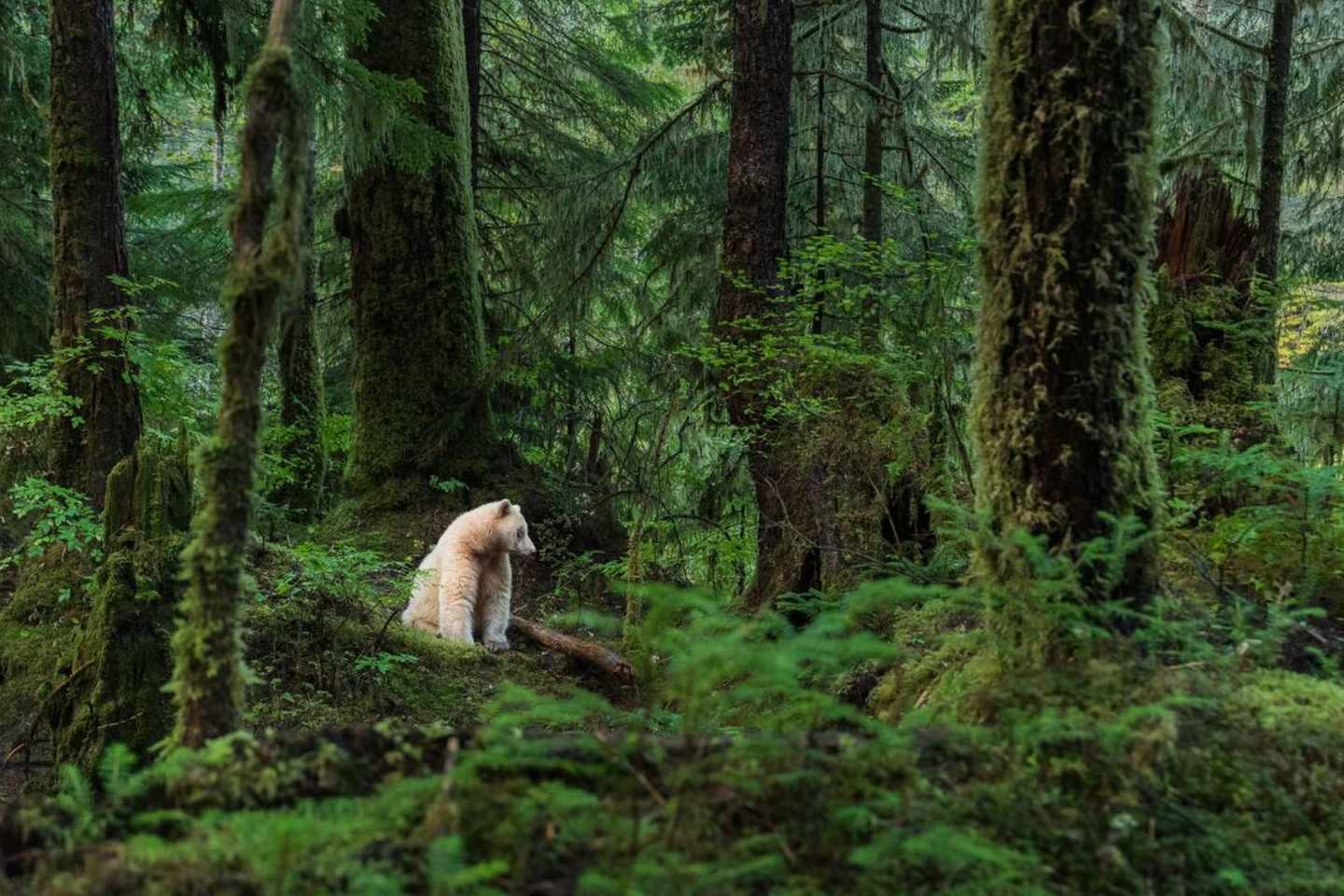 kanada-brisith-columbia-wald-geister-baer.jpg