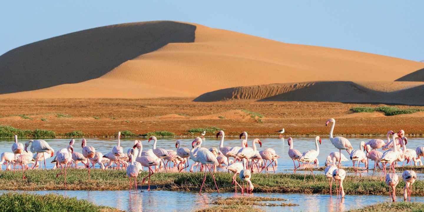 namibia-flaminogs-in-der-walwis-lagune-g-2007548662_bearbeitet.jpg
