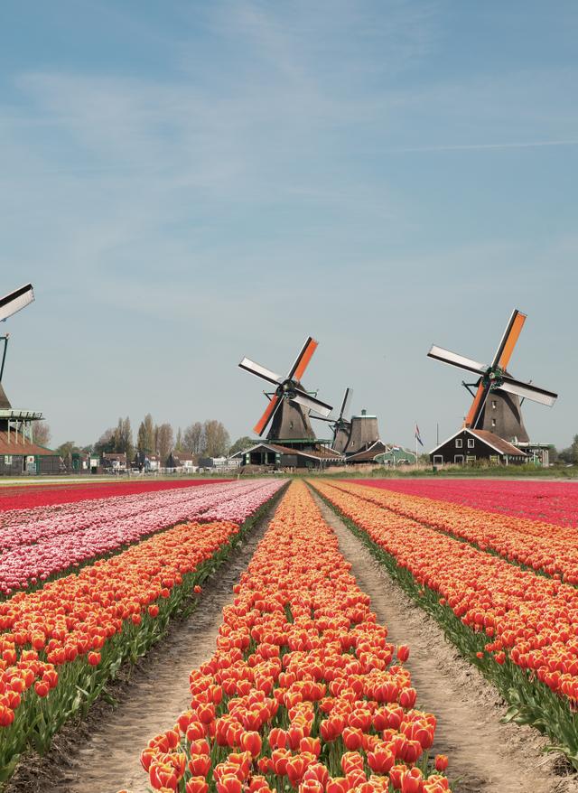 niederlande-tulpenfeld-windmuehlen-g-1070874462.jpg