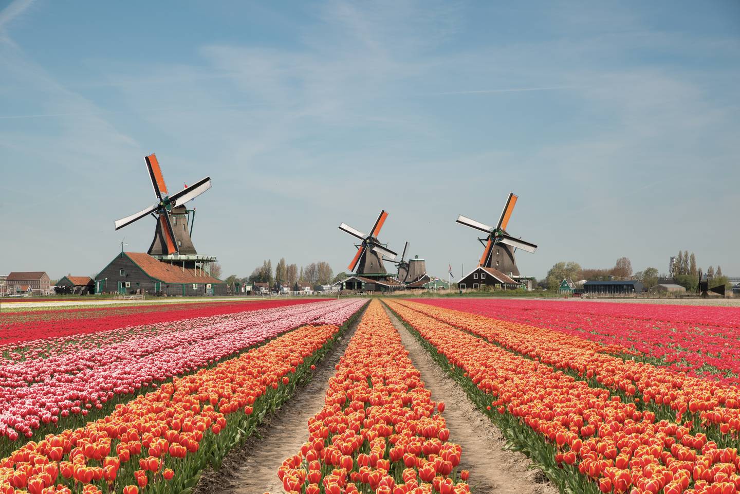 niederlande-tulpenfeld-windmuehlen-g-1070874462.jpg