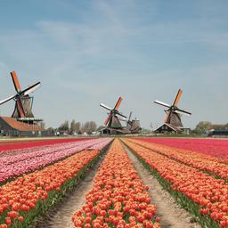 niederlande-tulpenfeld-windmuehlen-g-1070874462.jpg
