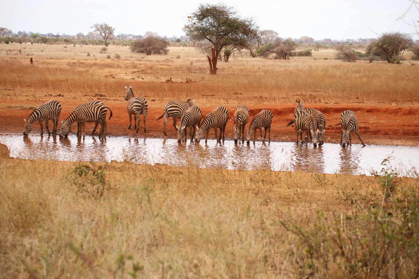 Kenia-Zebras-an-Wasserloch-g-1849771051.jpg