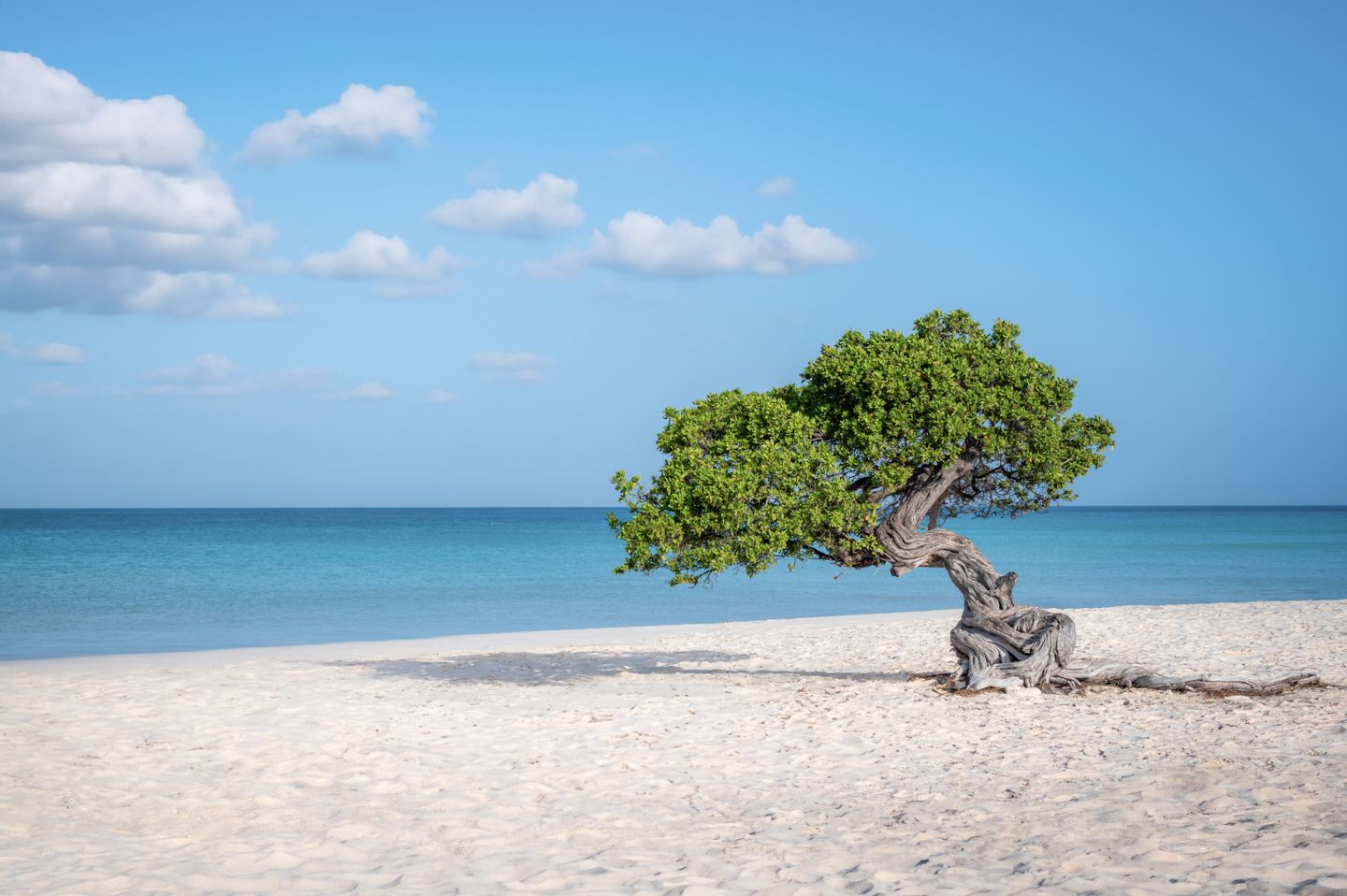 Arbua Urlaub: Fofoti-Baum am Eagle Beach