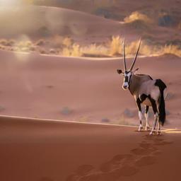 afrika-namibia-safari-antilope-g-935941768.jpg