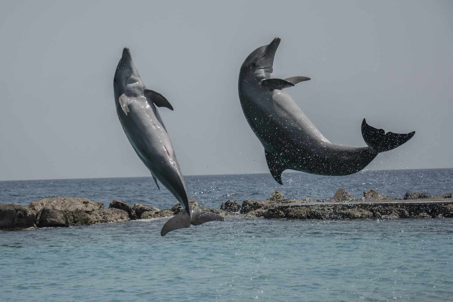 karibik-curacao-willemstad-delfine-g-514064960.jpg