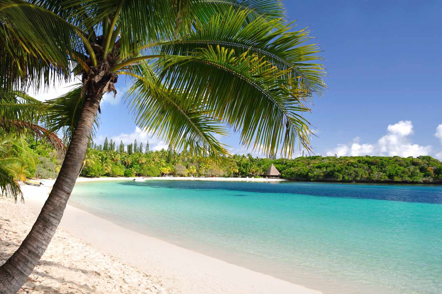 neukaledonien-strand-palme-t-173585812.jpg
