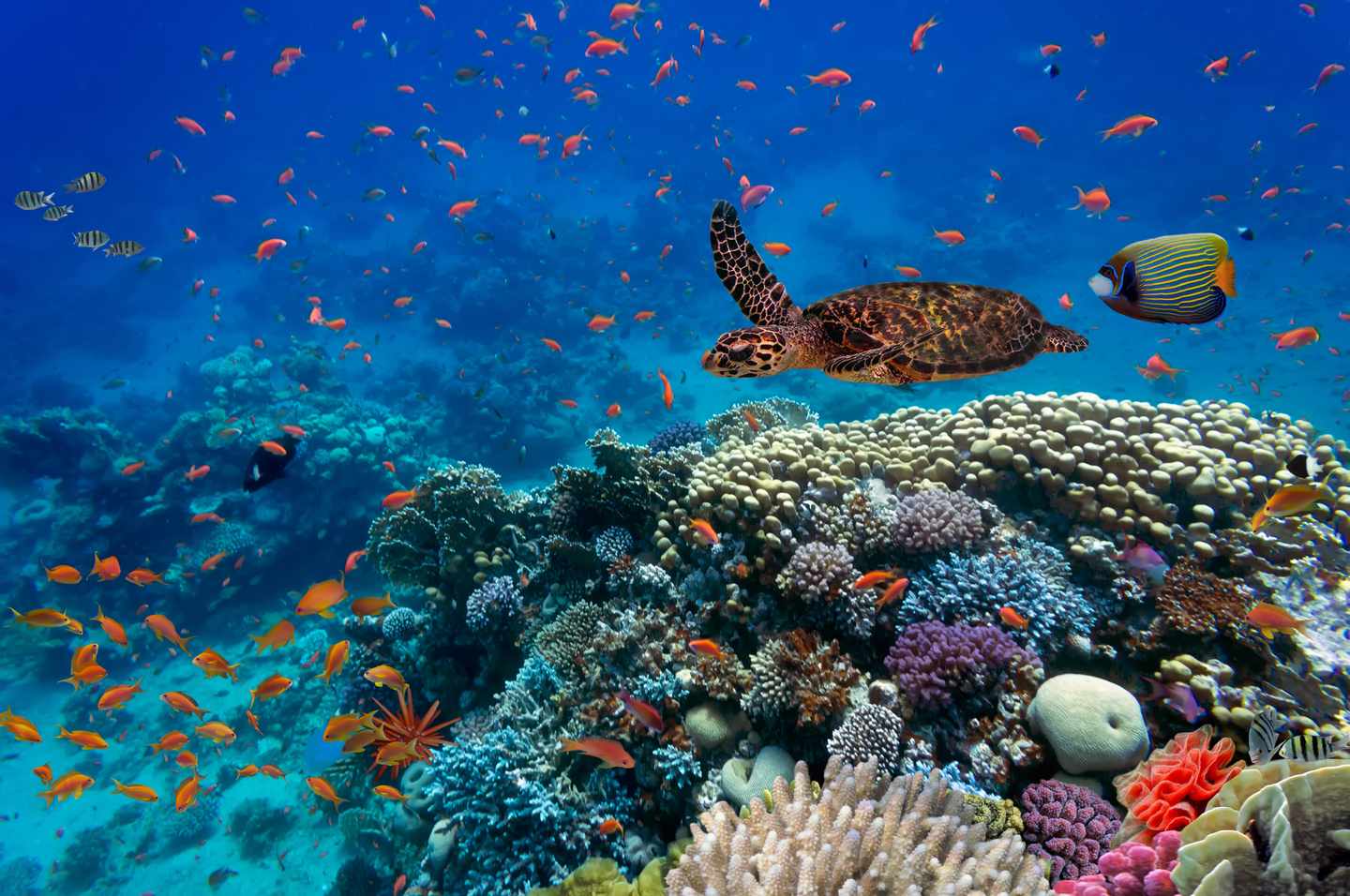 Ägypten-Rotes-Meer-Schildkröte-vor-Korallenriff-g-539675480.jpg