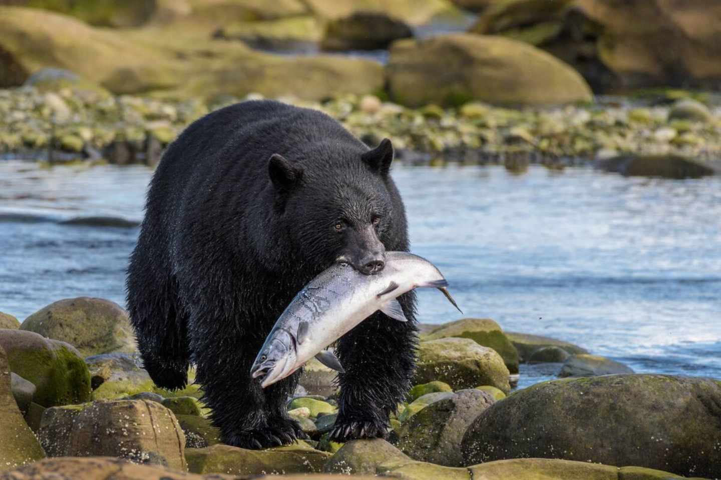 blt61071fa9064bef50-kanada-british-columbia-baer.jpg Bär mit Lachs