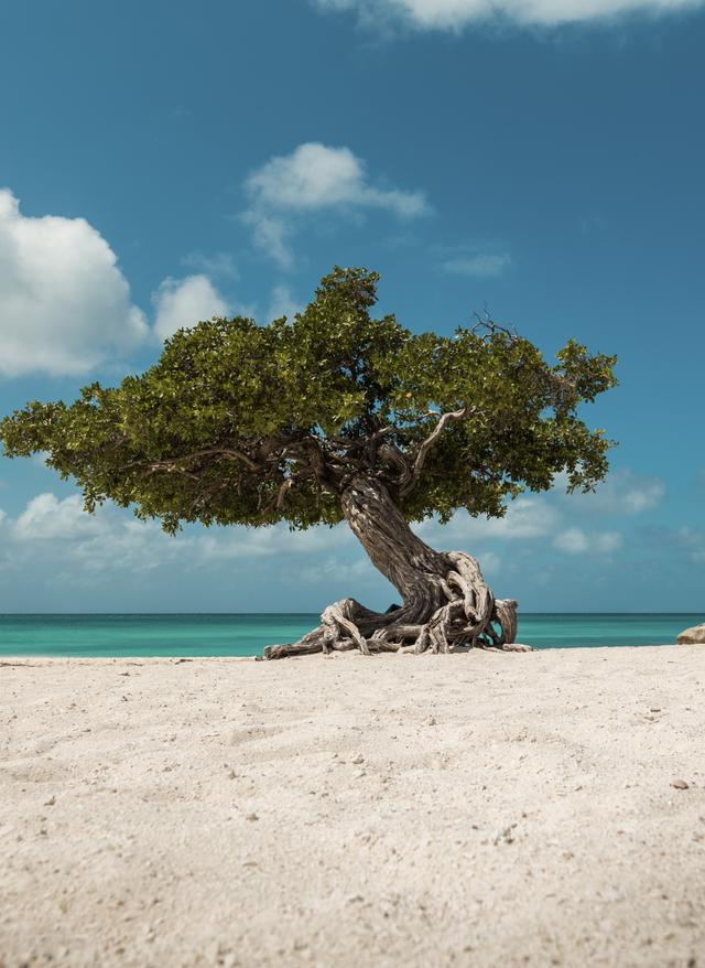 karibik-aruba-eagle-beach-dto.jpg