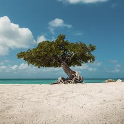 karibik-aruba-eagle-beach-dto.jpg