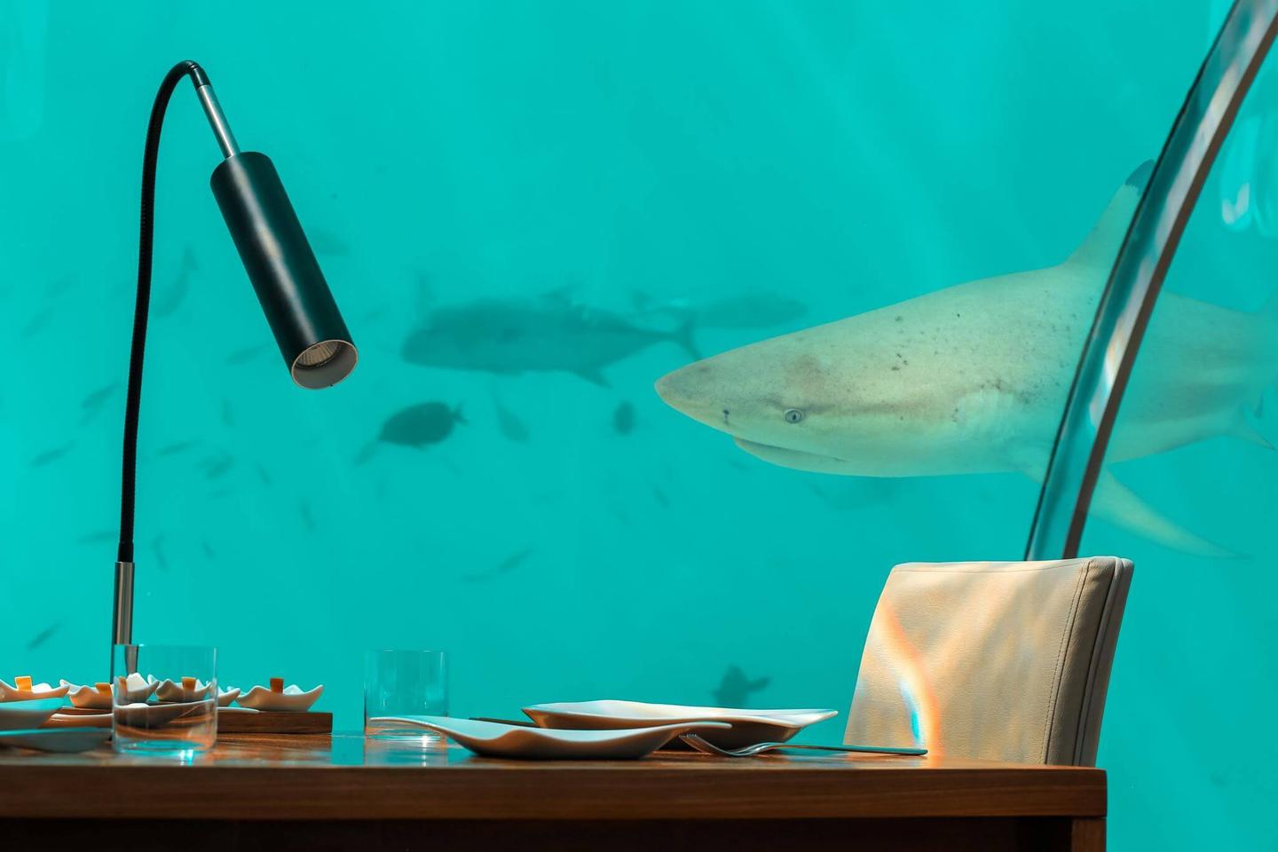 Spektakulär: Die Unterwasser-Restaurants der Malediven