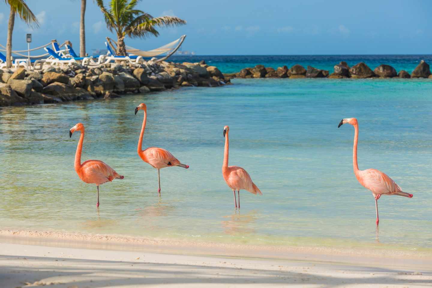 aruba-flamingos-t-525804446.jpg
