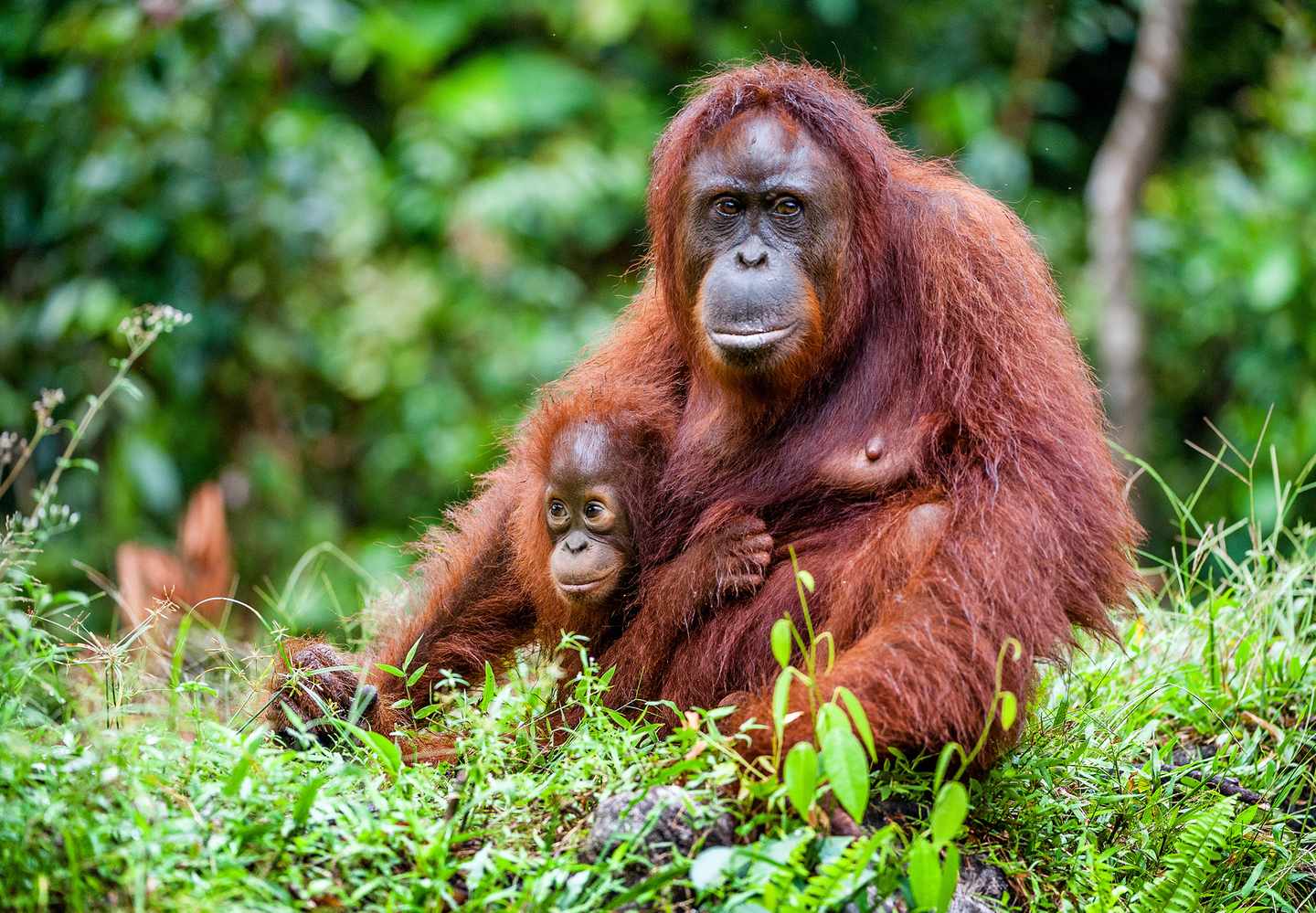 indonesien-sumatra-orang-utan-t-507715206.jpg