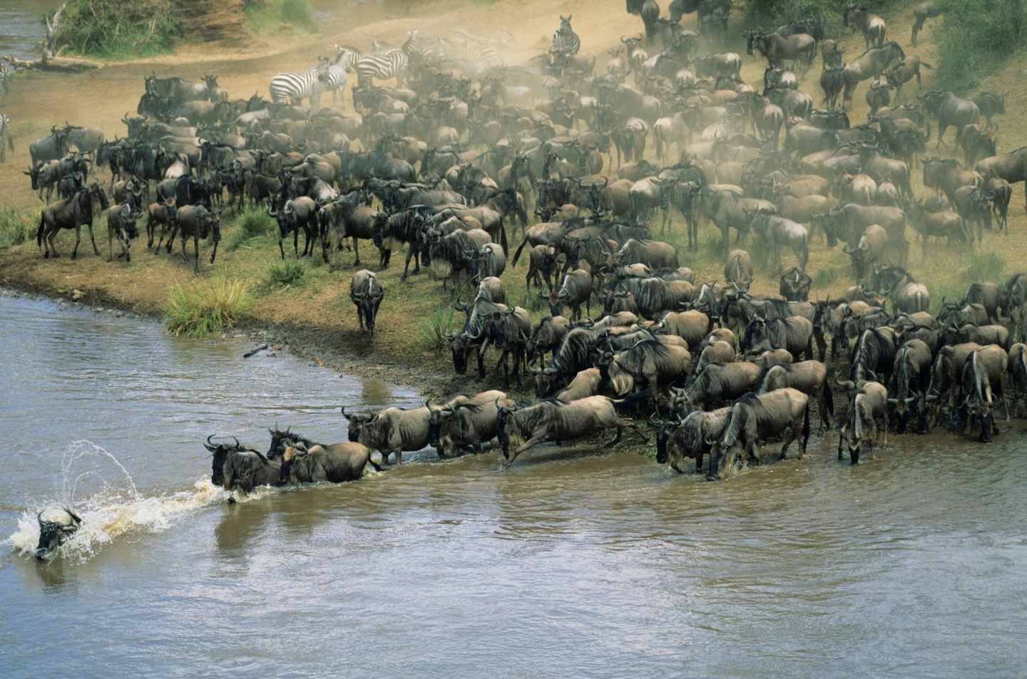 kenia-masai-mara-gnu-t-200329131-001.jpg