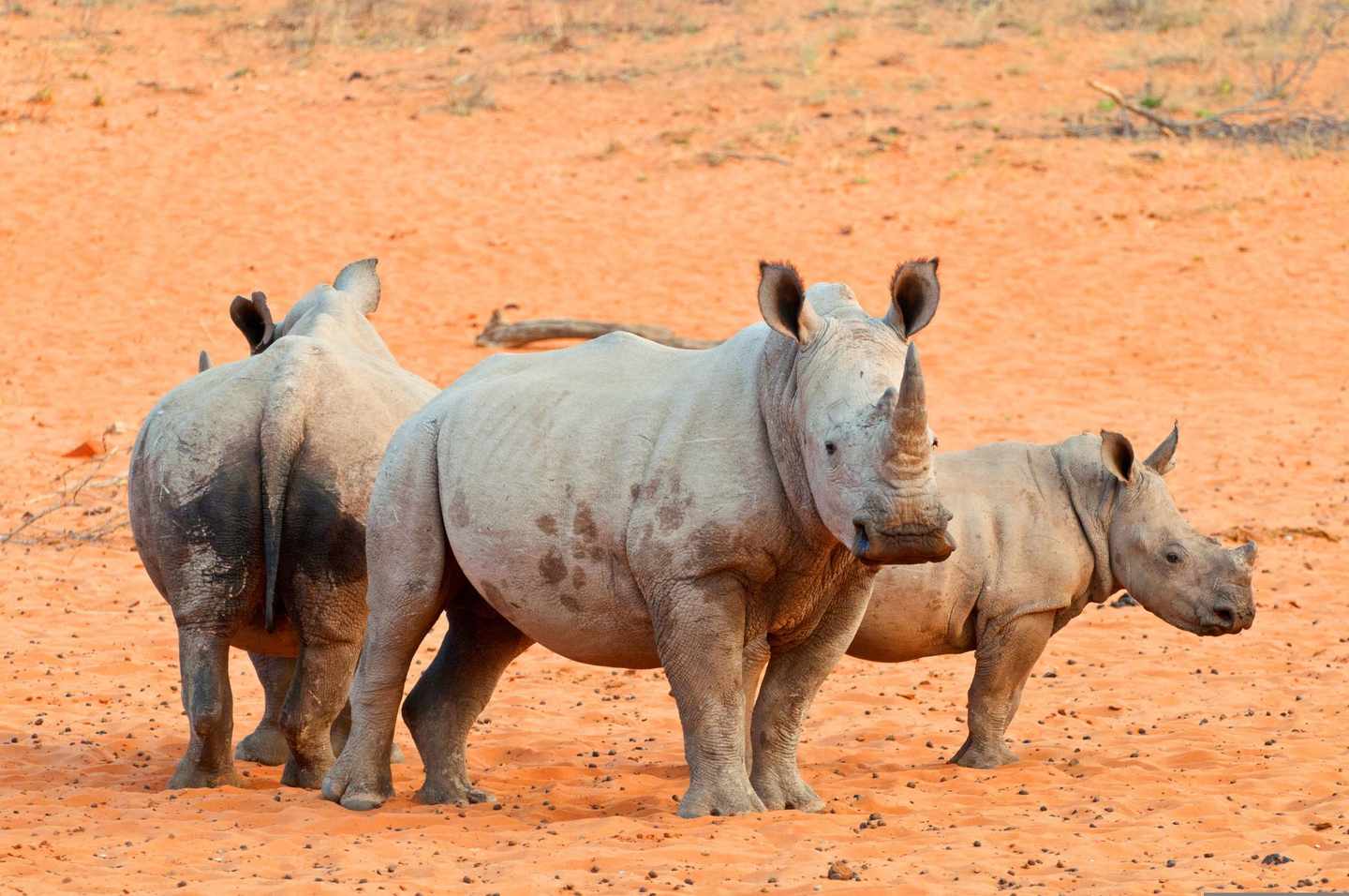 Namibia-Lippennashorn-Dertour-g-1199510792.jpg