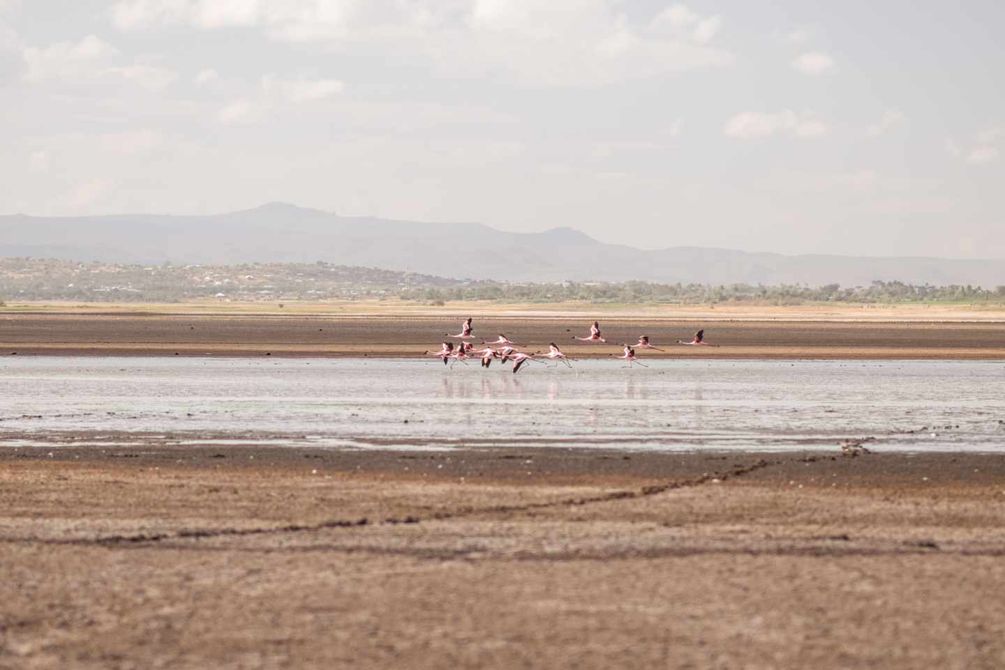 tansania-flamingos-salzwasser-eyasi-see-g-1269253002.jpg