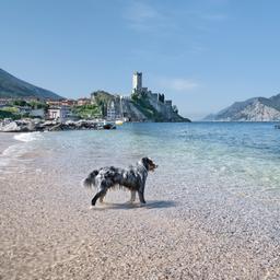 italien-gardasee-hund-malcesine-g-180815419.jpg