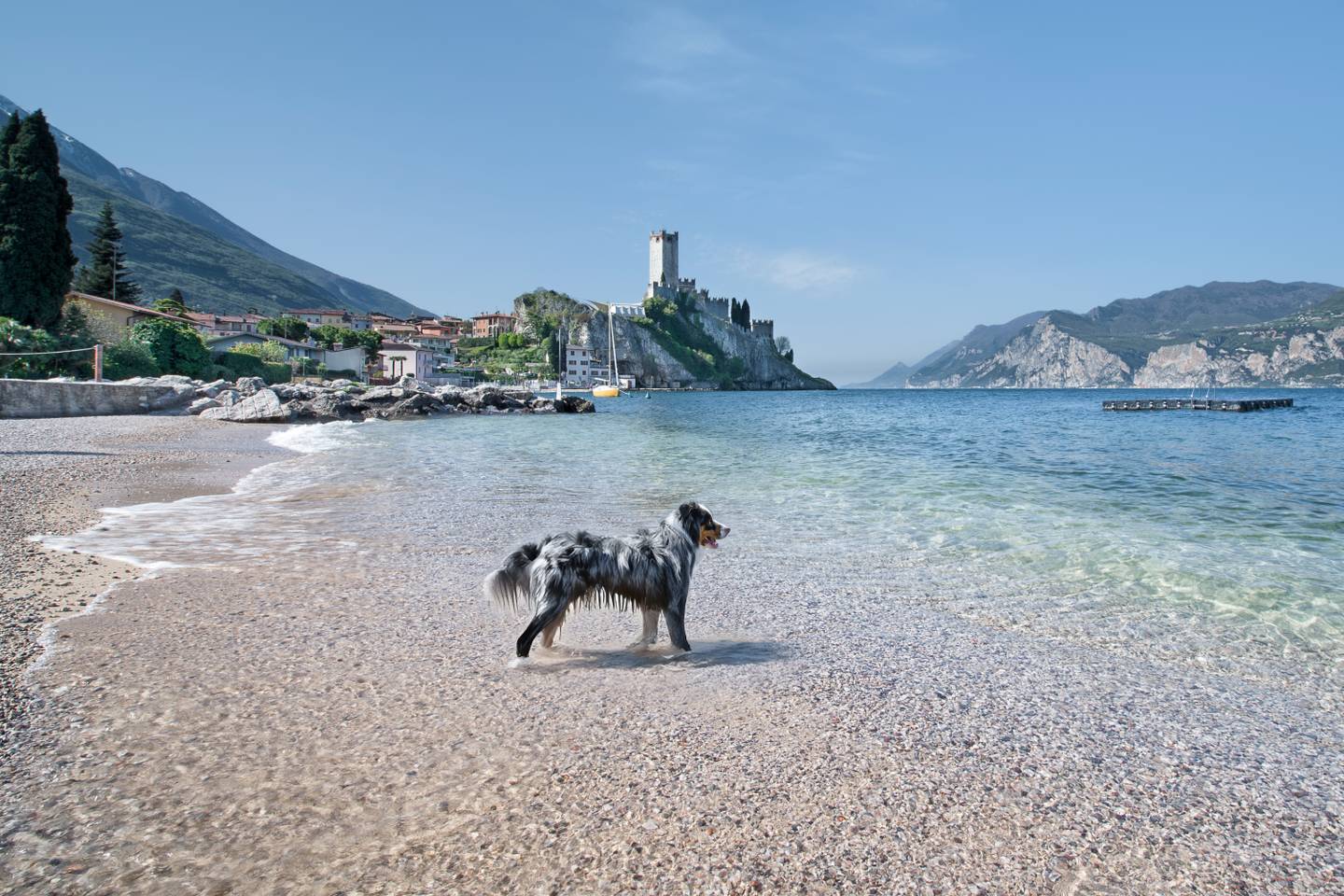 italien-gardasee-hund-malcesine-g-180815419.jpg
