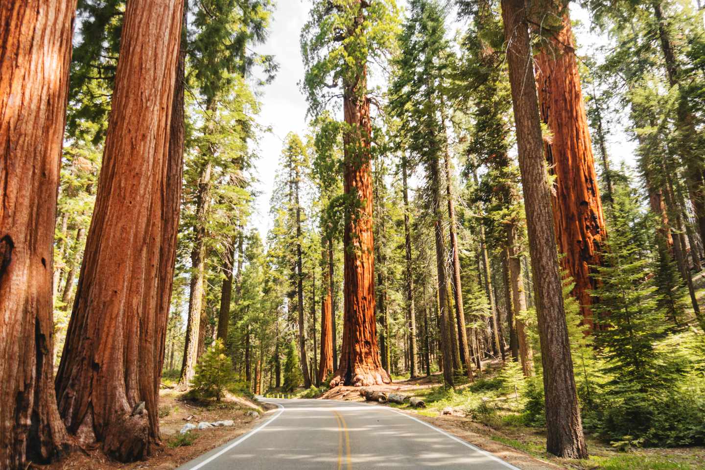 Straße durch einen dichten Wald mit mächtigen Mammutbäumen an der Westküste der USA