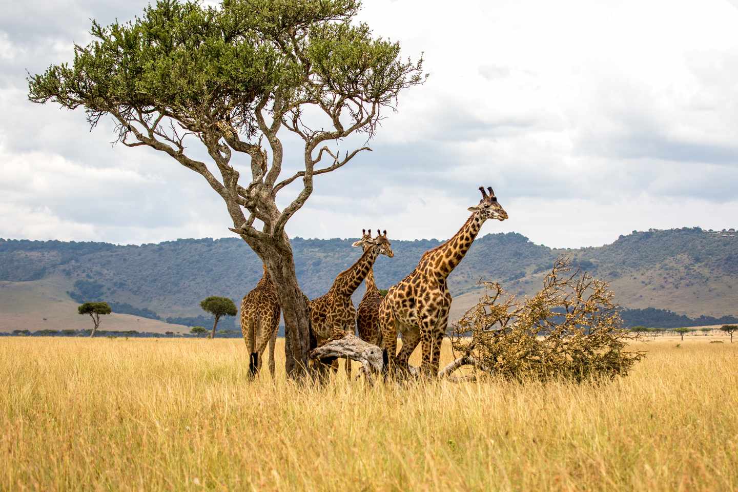 blta860b965541e77b2-suedafrika-safari-giraffen-steppe-g-1131732827.jpg Individualreise Südafrika: Savanne mit Giraffen