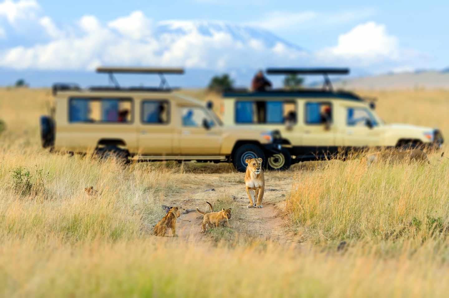 afrika-masai-mara-loewen-safariwagen-g-1403952275.jpg