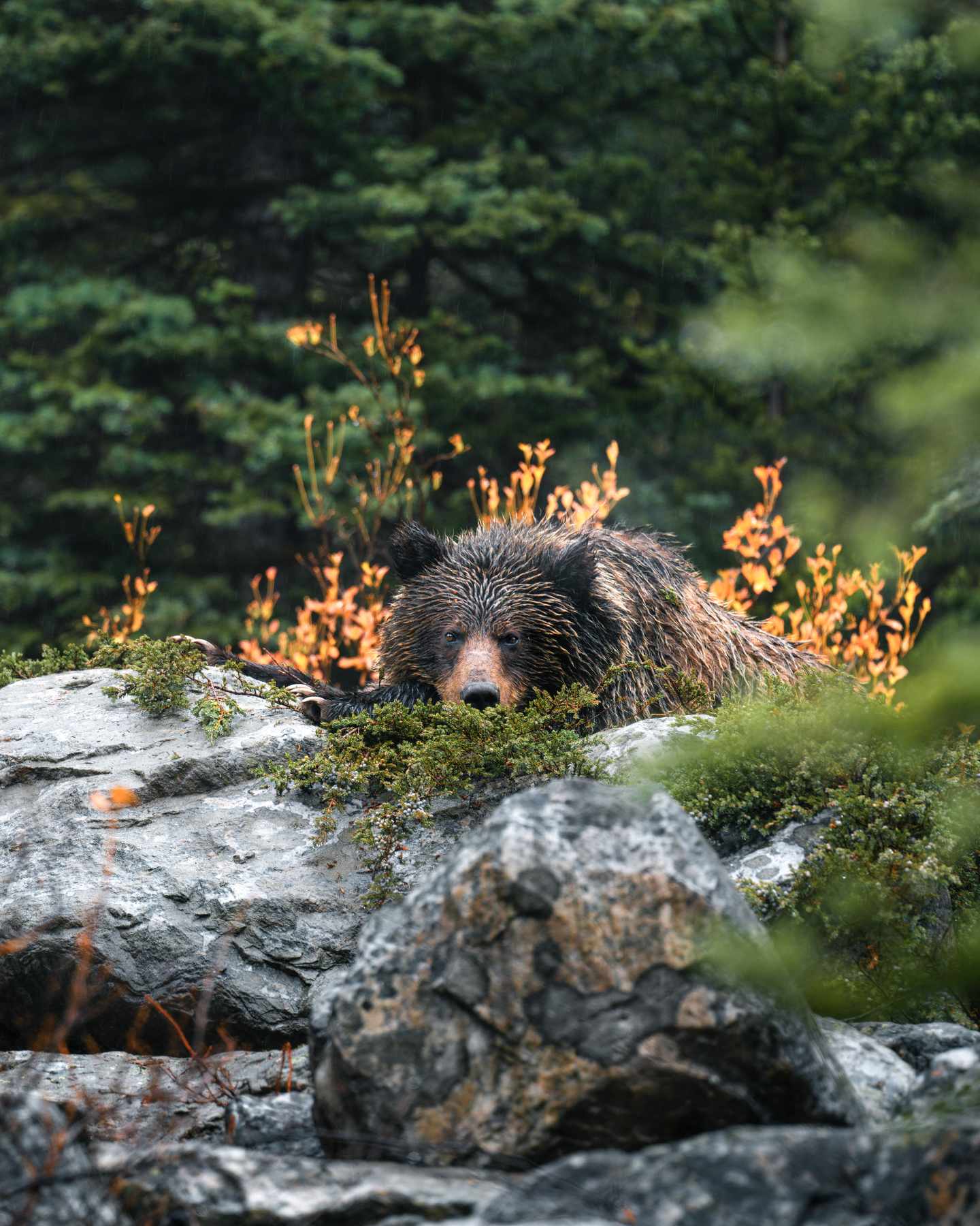 Banff