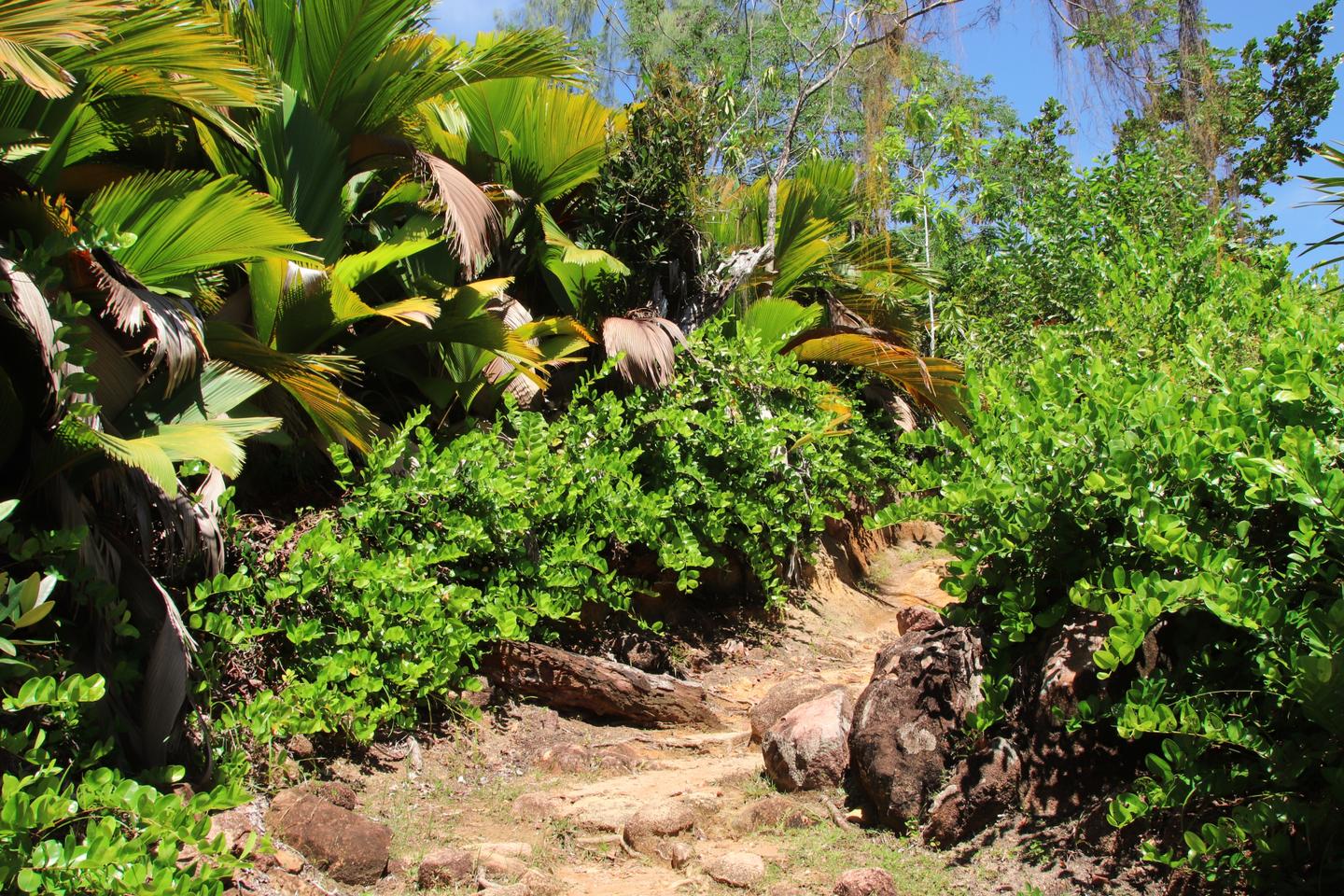 seychellen-praslin-wanderroute-nach-anse-lazio-g-964158196.jpg