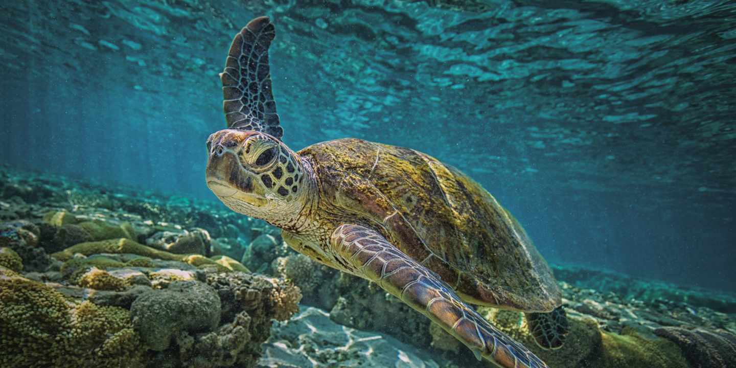 australien-great-barrier-reef-schildkroete-g-635731456.jpg