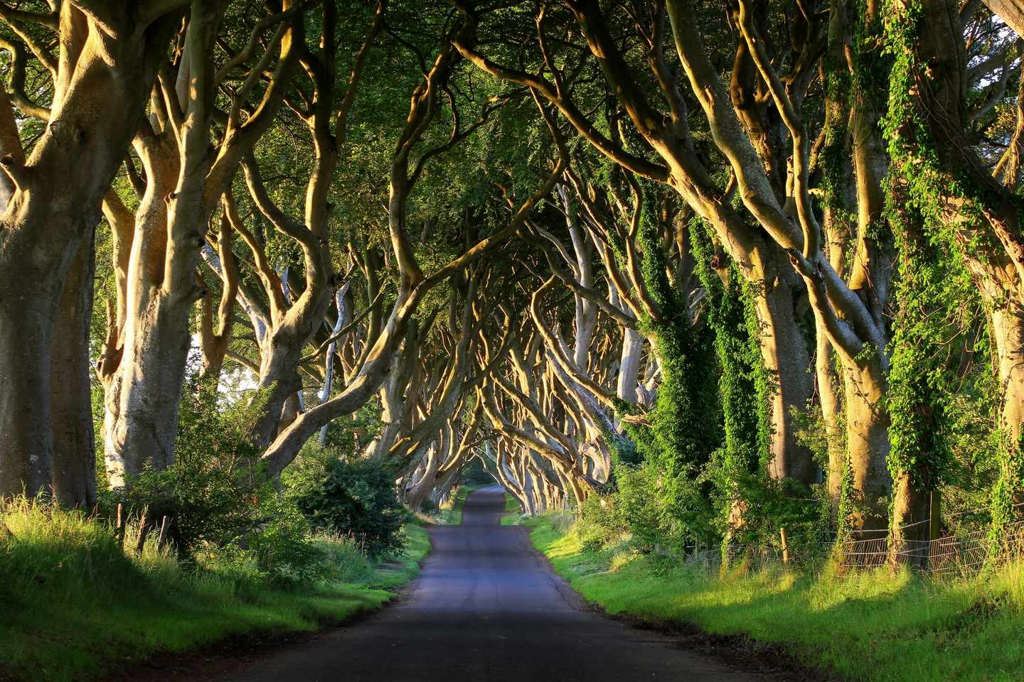 Allee_Dark-Hedges_Nordirland_ThinkstockPhotos-508885327.jpg