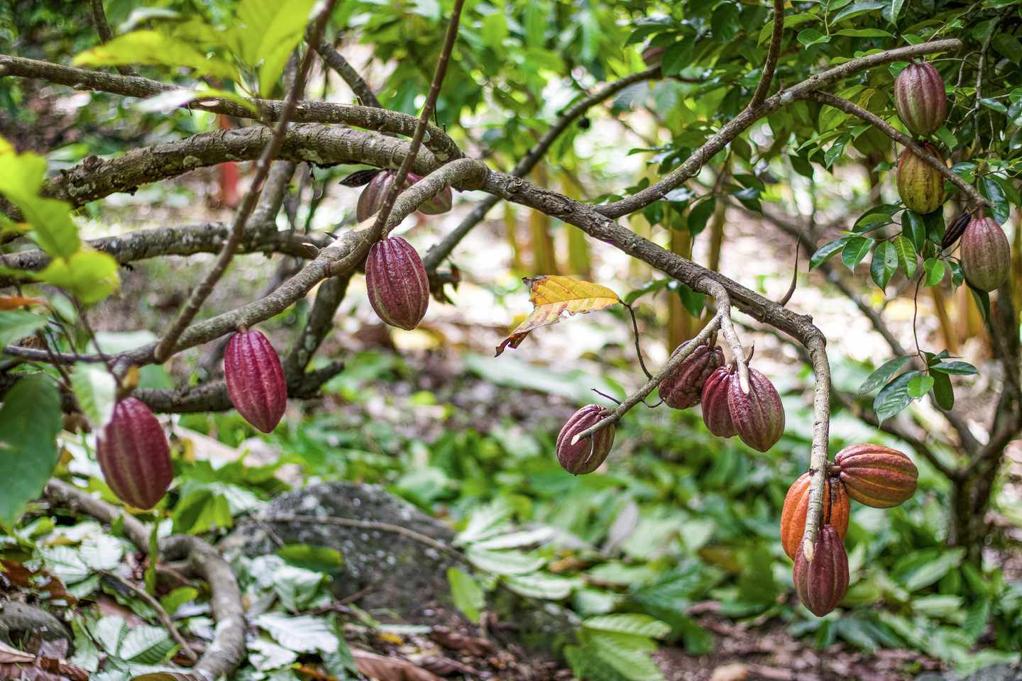 grenada-saint-andrew-cacao-tree-g-1266810308.jpg