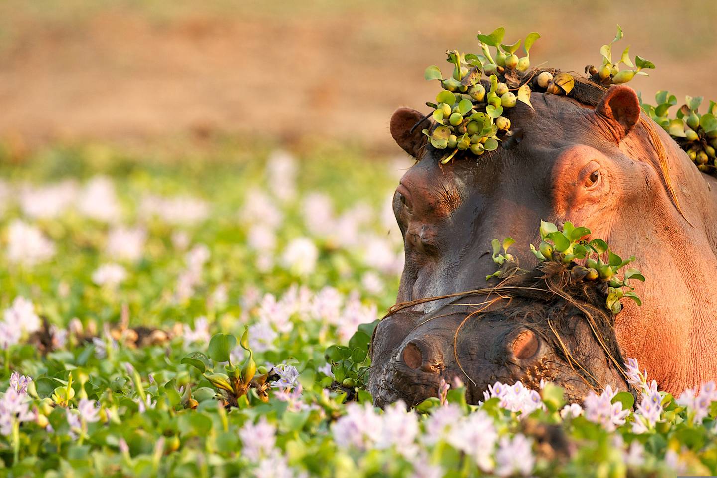afrika-nilpferd-blumen-g-134559999.jpg