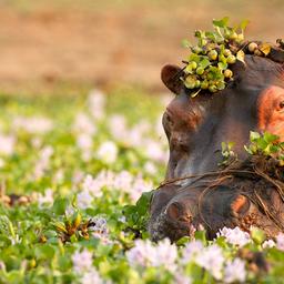 afrika-nilpferd-blumen-g-134559999.jpg