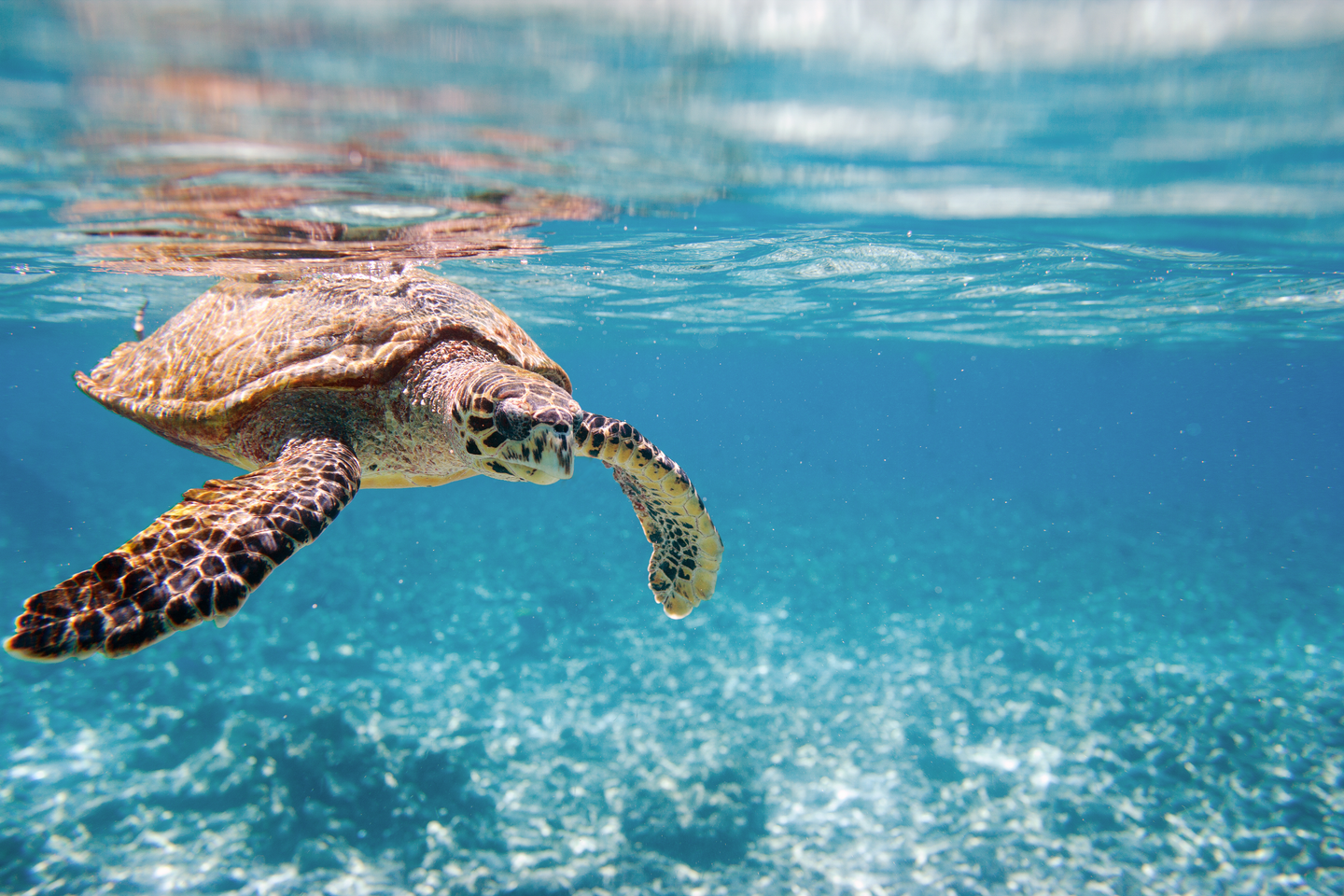 seychellen-karettschildkroete-meeresschildkroete-g-110860994.jpg
